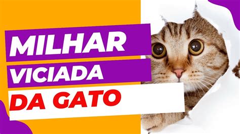 milhar do gato que sai